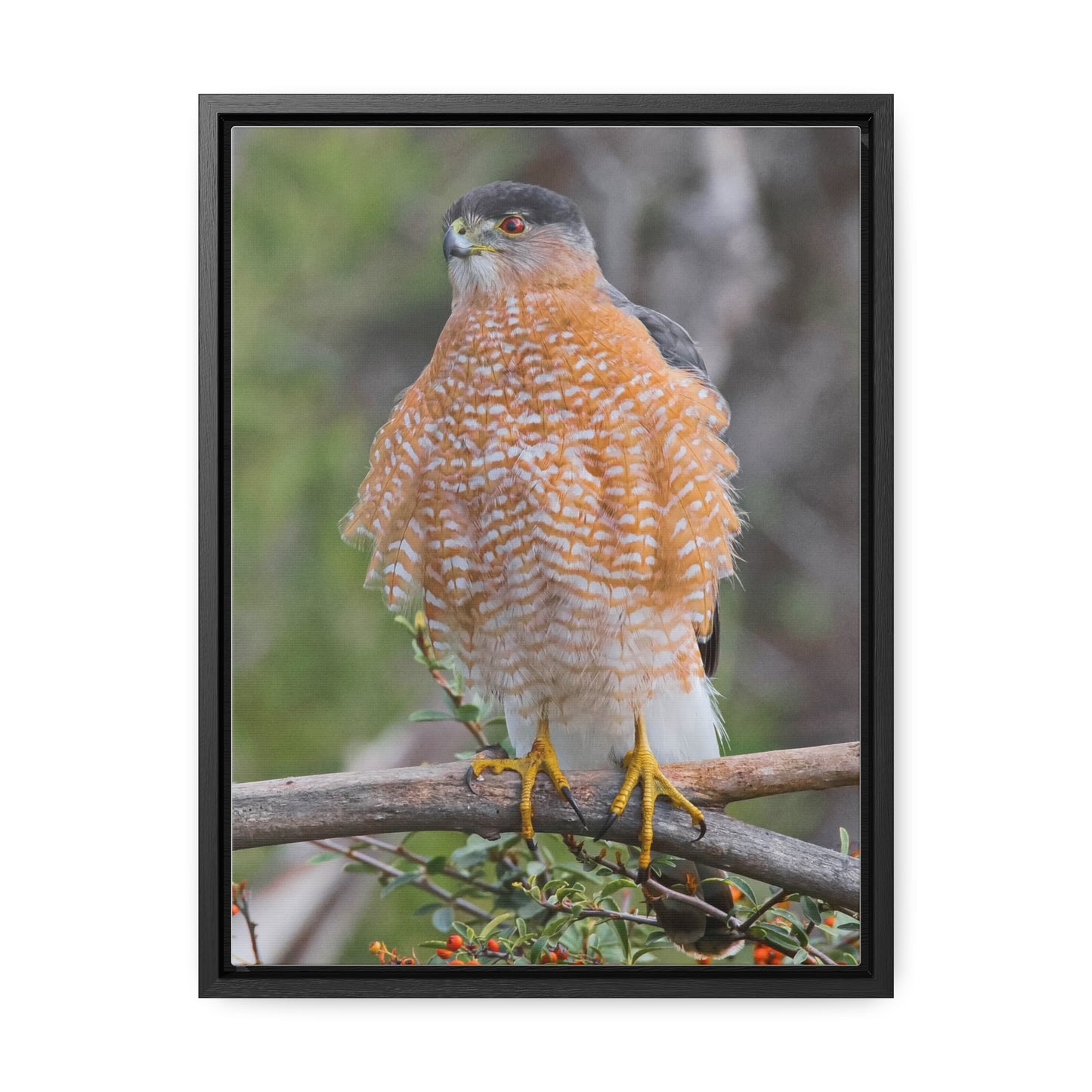 Canvas Wrap Cooper's Hawk