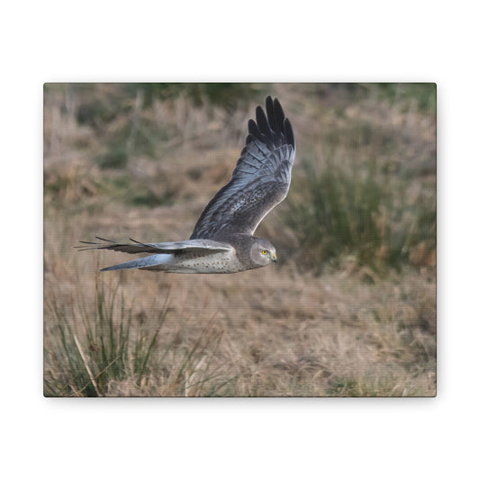 Canvas Print - Male Northern Harrier (Gray Ghost)