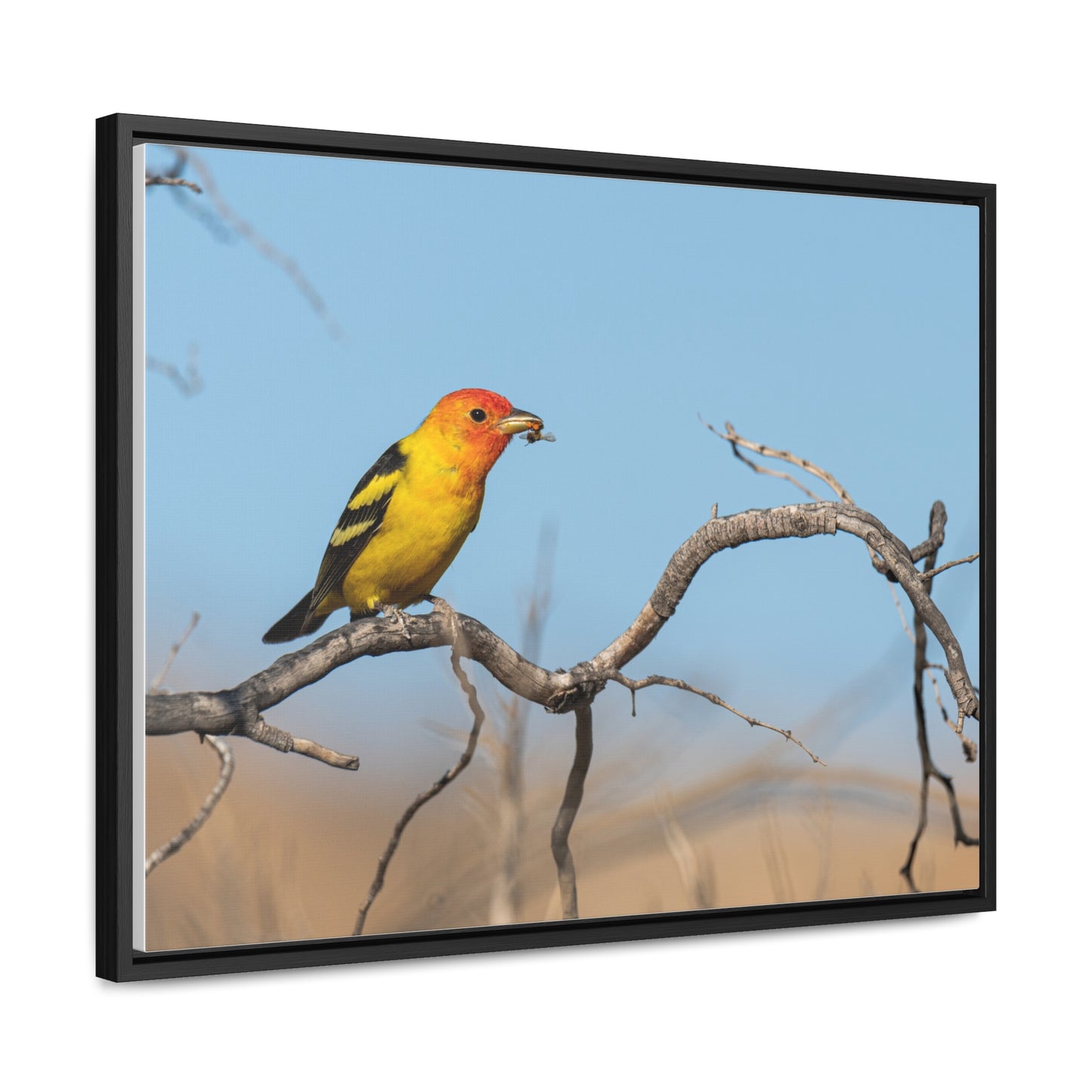Canvas Wrap - Western Tanager