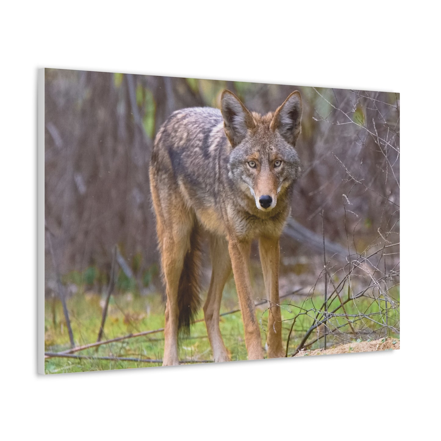 Canvas Wraps - Coyote on the Prowl Wall Art