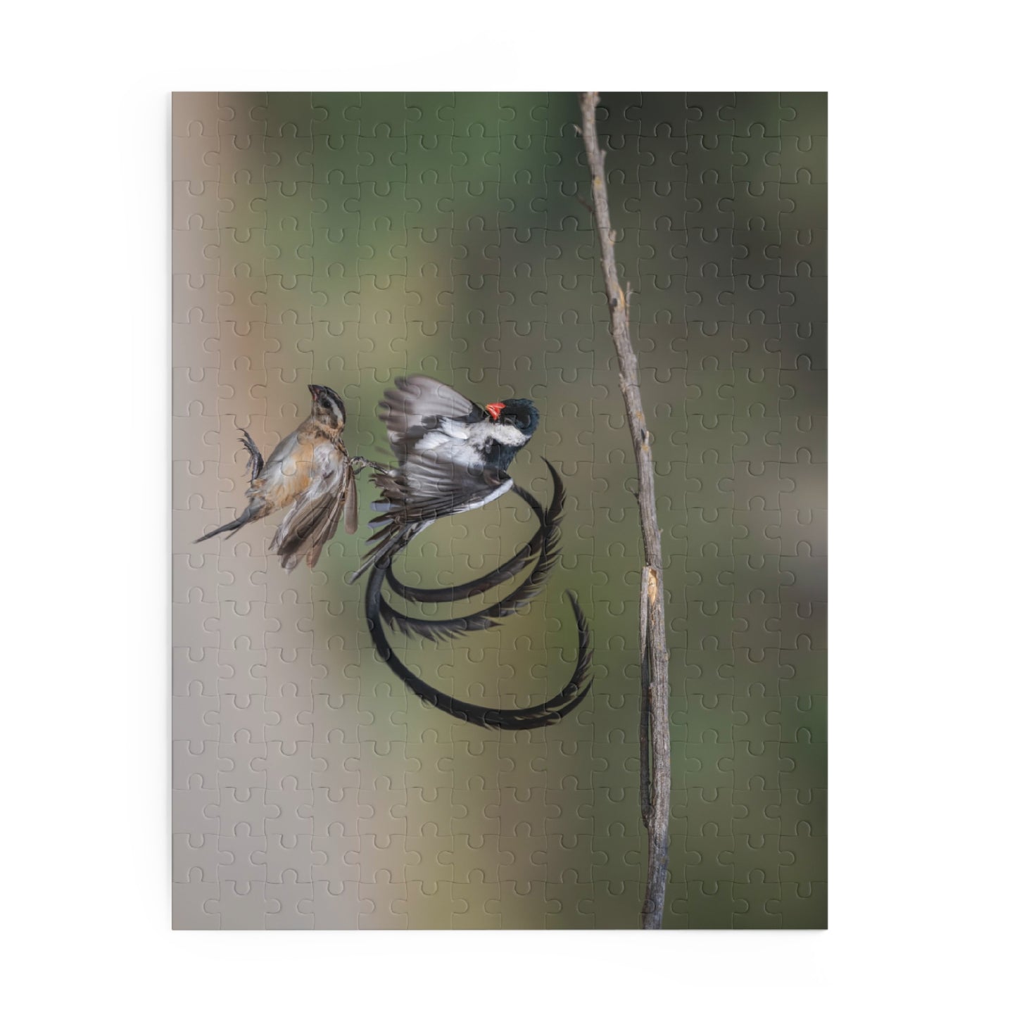 Puzzle, Male and Female Pin Tailed Wydah in Flight, Jigsaw Game, Bird Lover Gift, Relaxation Activity, 120, 252, 500-Piece