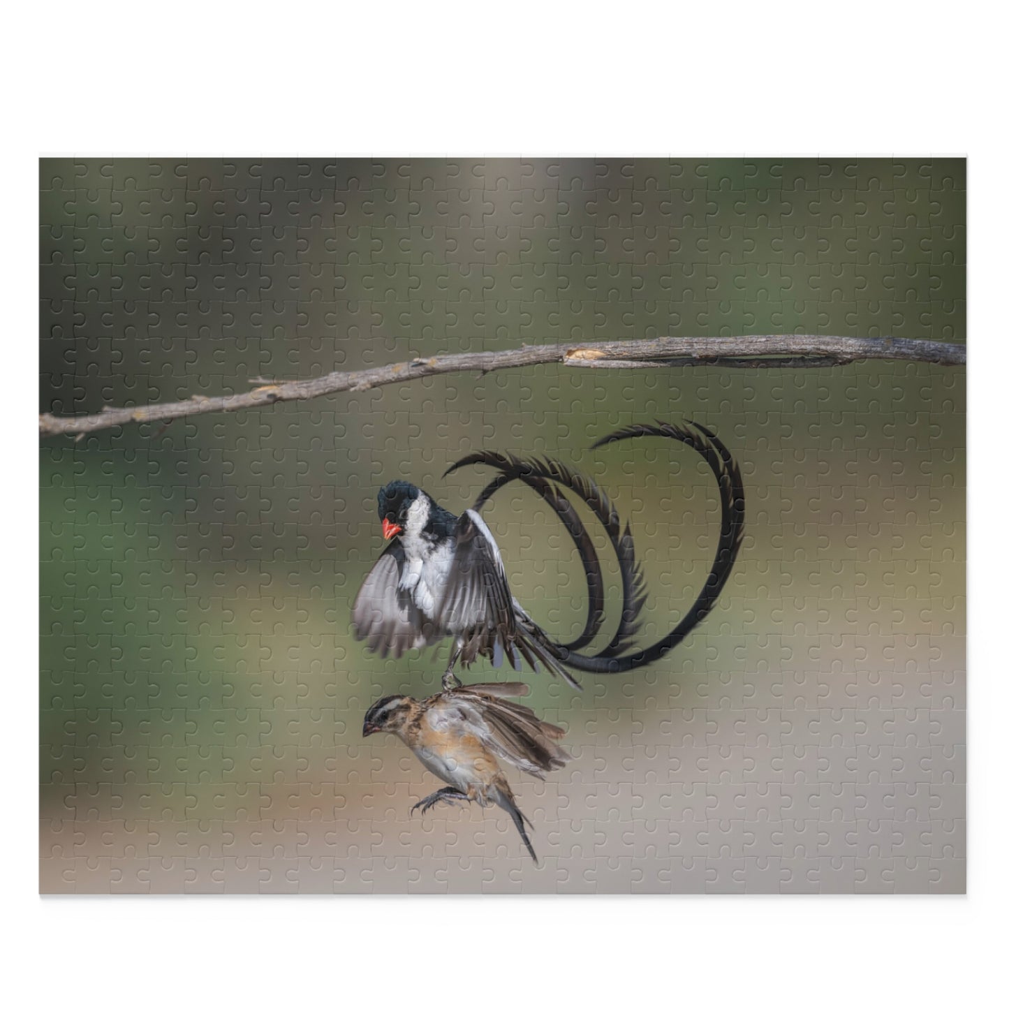 Puzzle, Male and Female Pin Tailed Wydah in Flight, Jigsaw Game, Bird Lover Gift, Relaxation Activity, 120, 252, 500-Piece