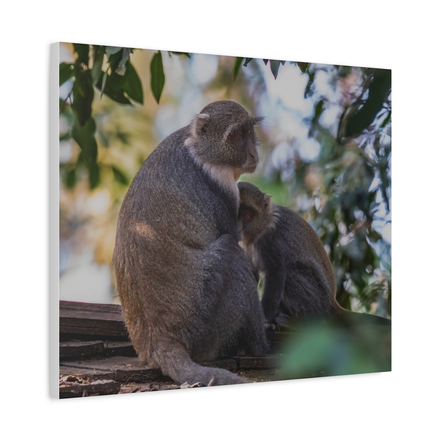 Canvas Print: Sykes Monkey