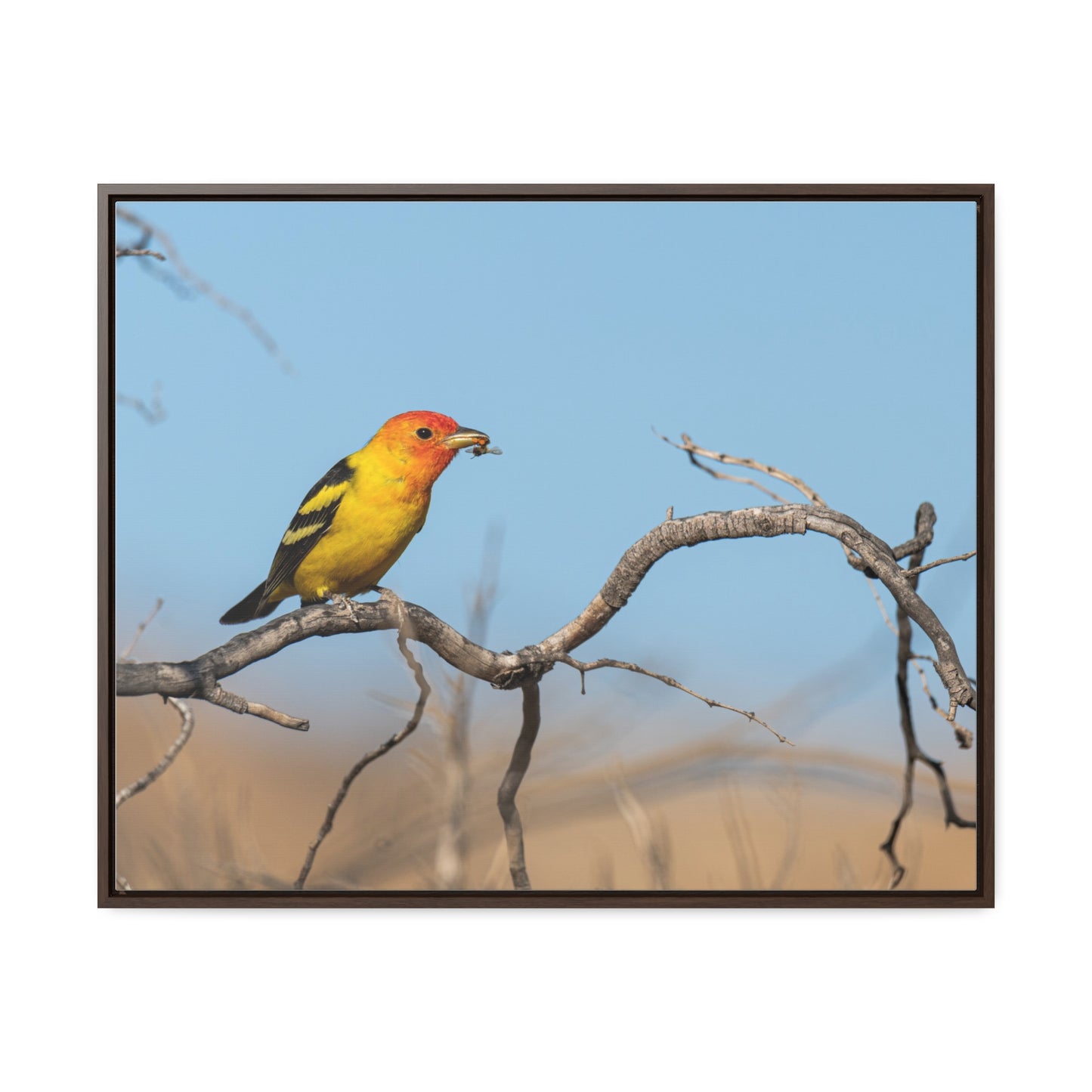 Canvas Wrap - Western Tanager