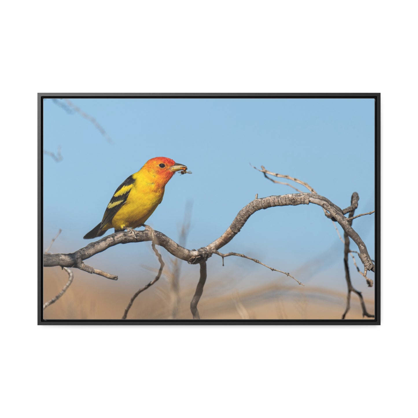 Canvas Wrap - Western Tanager