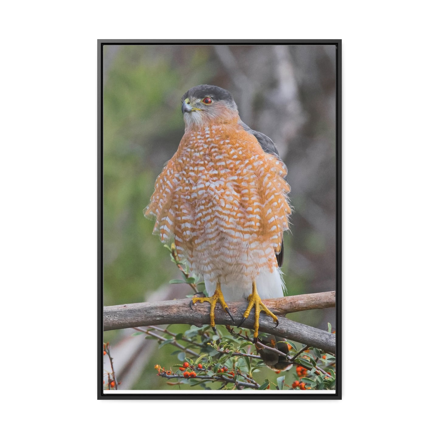 Canvas Wrap Cooper's Hawk