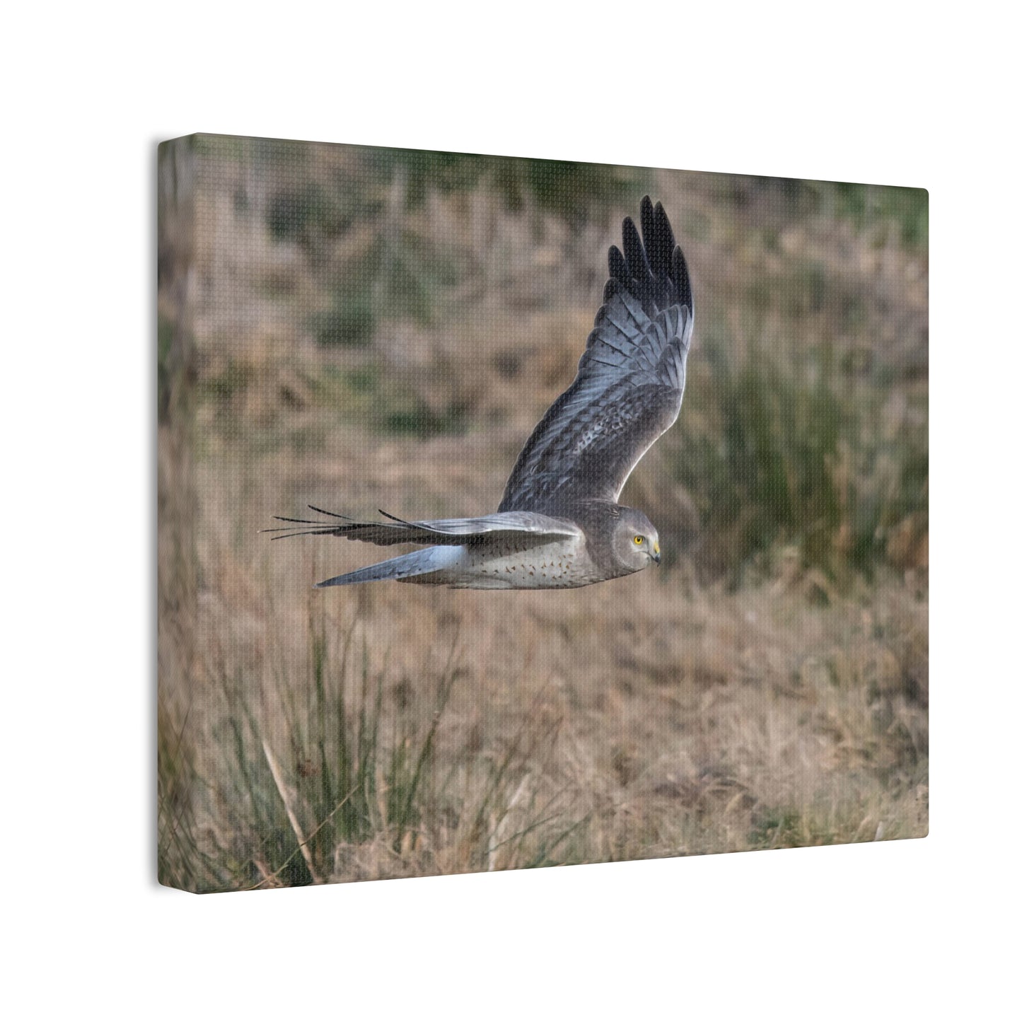 Canvas Print - Male Northern Harrier (Gray Ghost)