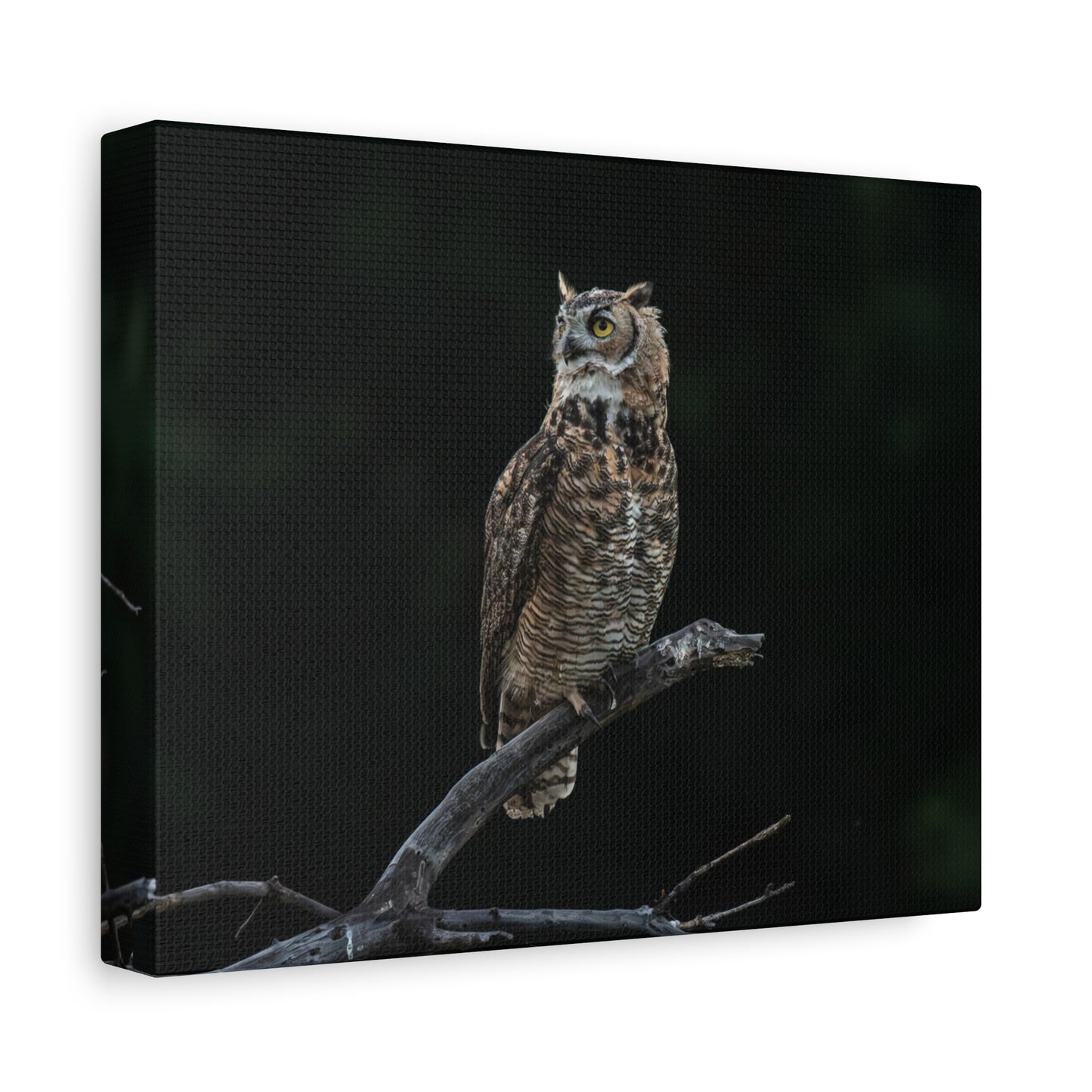 Canvas Print - Great Horned Owl Watching over their domain
