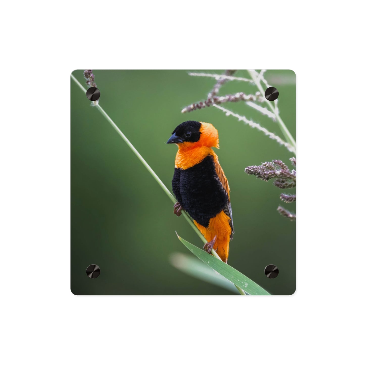 Acrylic Wall Art Panel - Vibrant Northern Red Bishop Weaver from Africa