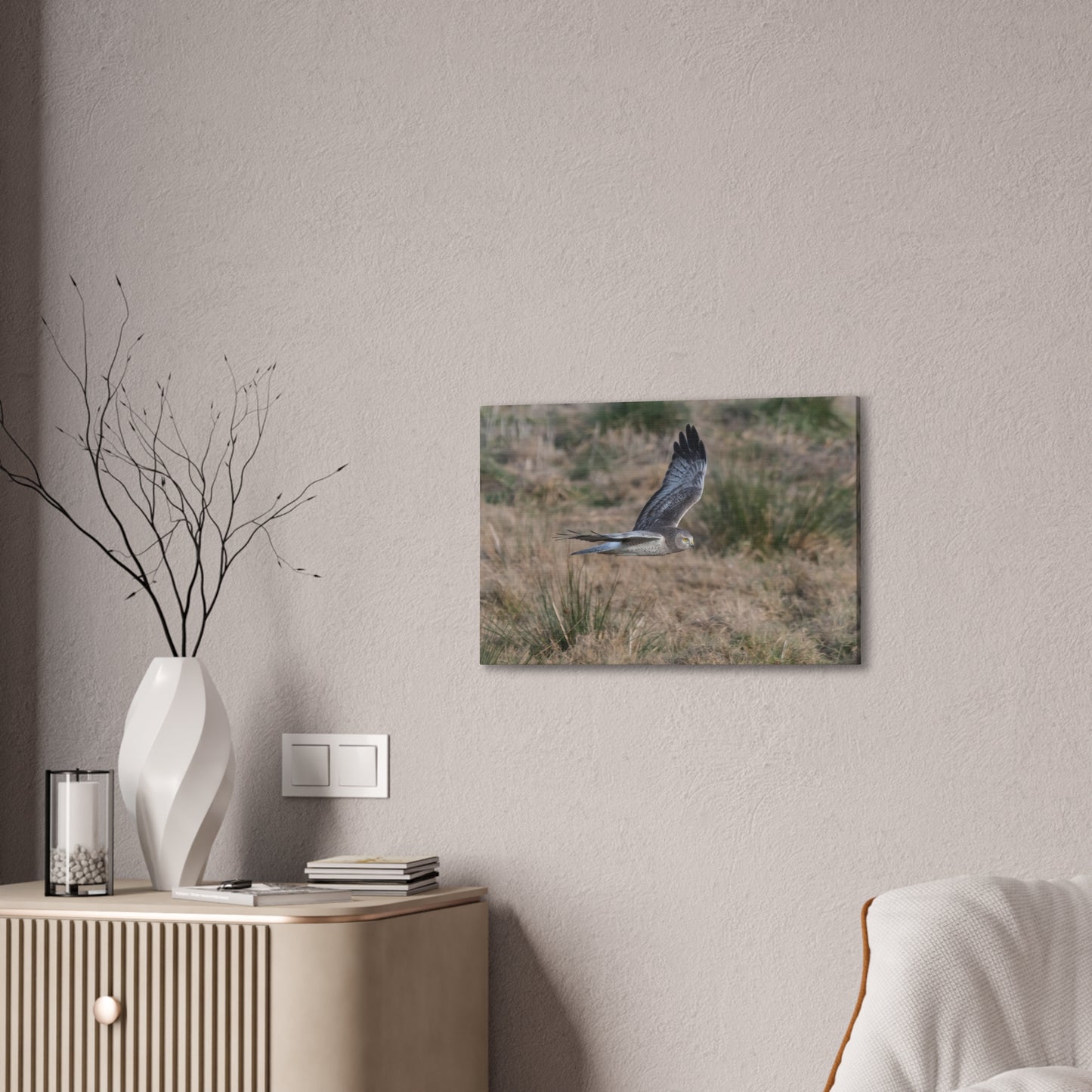 Canvas Print - Male Northern Harrier (Gray Ghost)