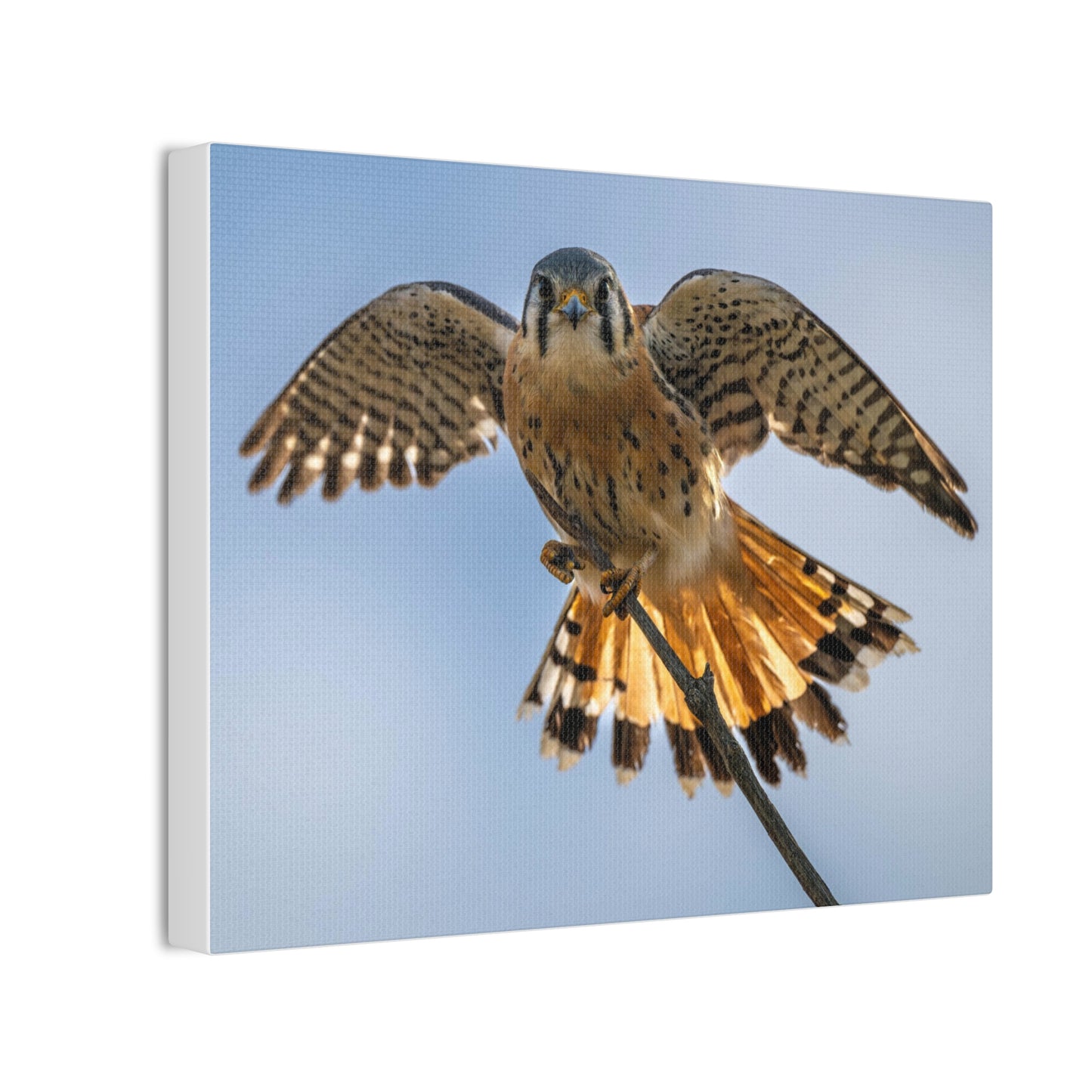 Stretched Canvas Wall Art – Majestic Bird in Flight, Home Decor, Nature Print, Gift for Bird Lovers, Wildlife Art