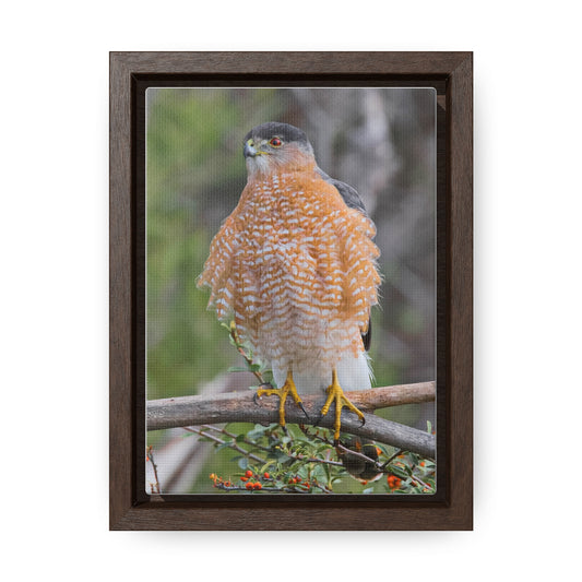 Canvas Wrap  Cooper's Hawk