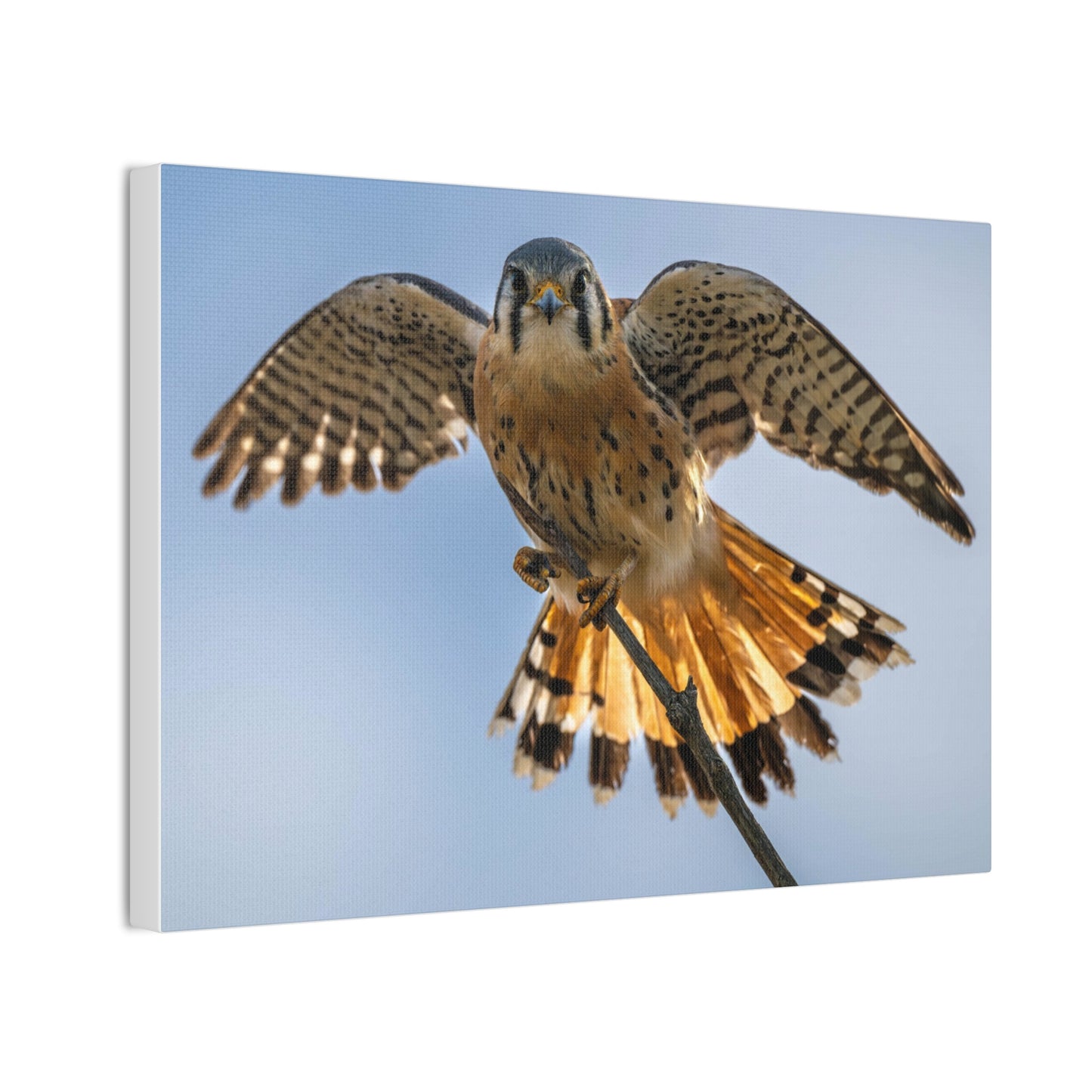 Stretched Canvas Wall Art – Majestic Bird in Flight, Home Decor, Nature Print, Gift for Bird Lovers, Wildlife Art