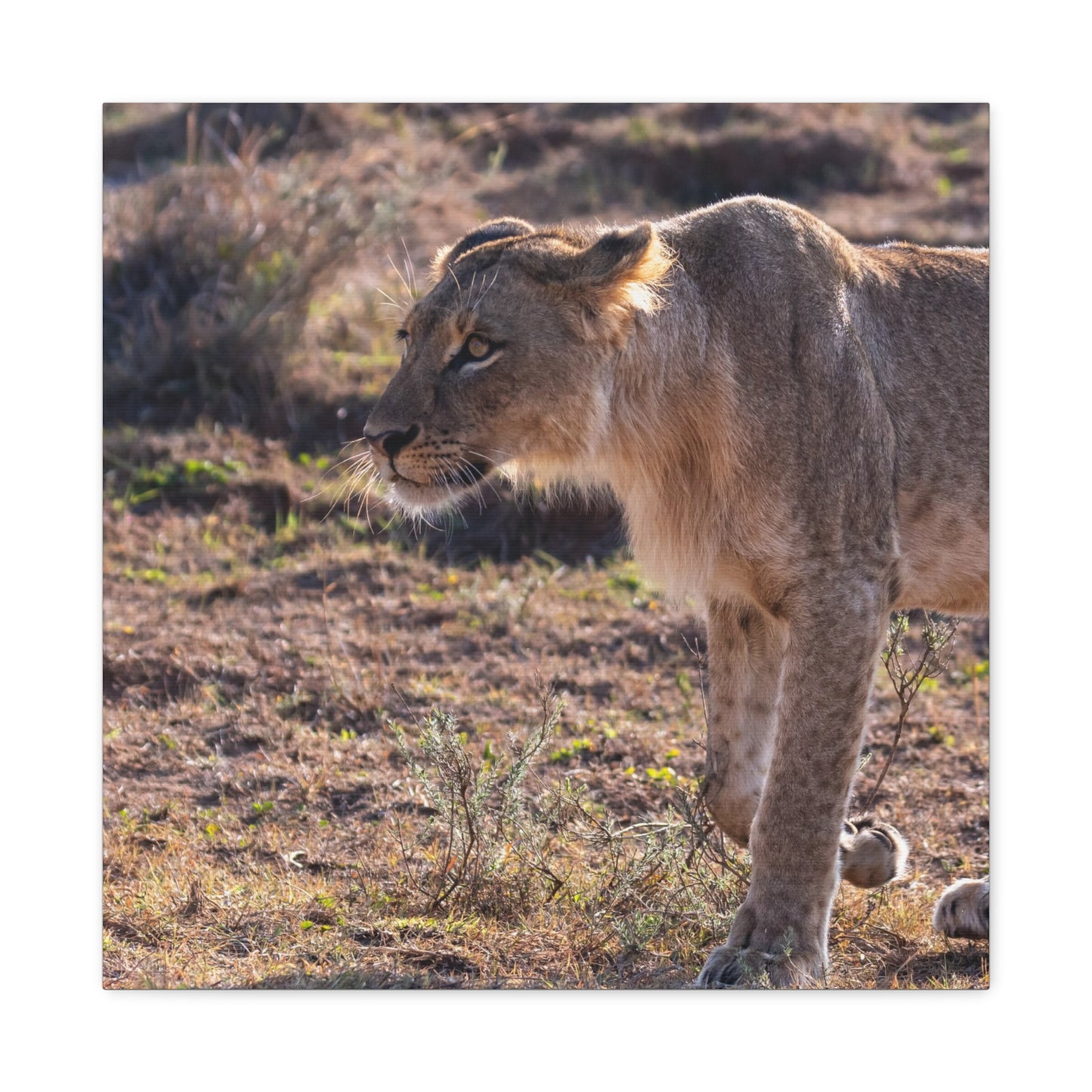 Canvas Print - The Lion King of the Jungle in the African Savannah