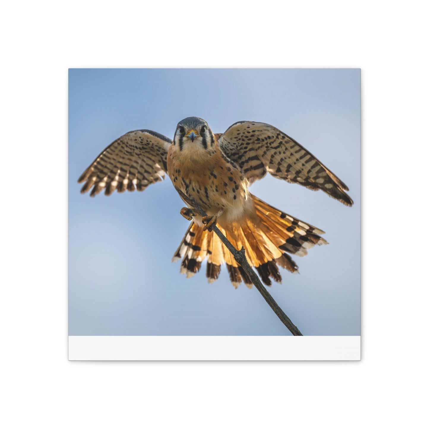 Stretched Canvas Wall Art – Majestic Bird in Flight, Home Decor, Nature Print, Gift for Bird Lovers, Wildlife Art
