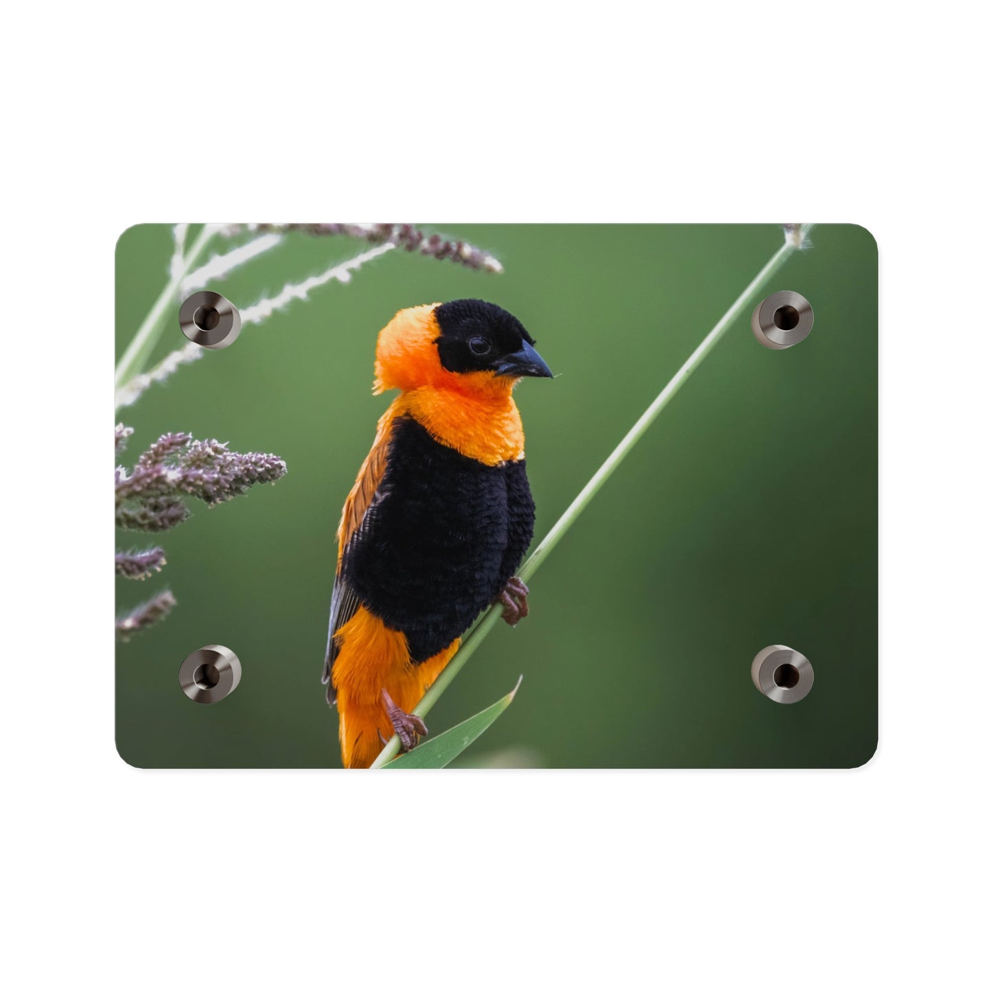 Acrylic Wall Art Panel - Vibrant Northern Red Bishop Weaver from Africa