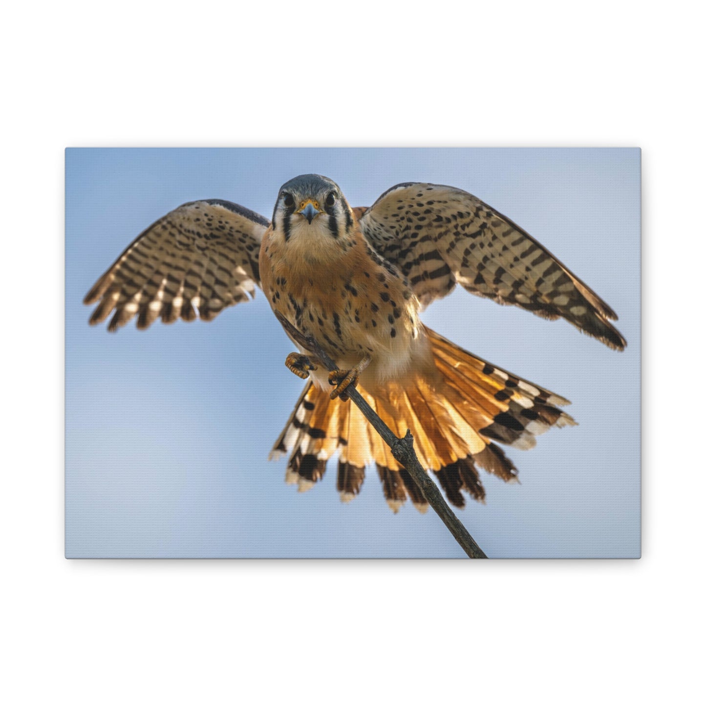 Stretched Canvas Wall Art – Majestic Bird in Flight, Home Decor, Nature Print, Gift for Bird Lovers, Wildlife Art
