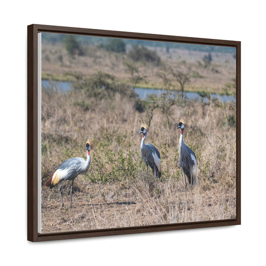 Canvas Wraps, African Crane in the Savannah Wall Art Decor - Horizontal Frame, Wildlife Nature Photography Print, Safari