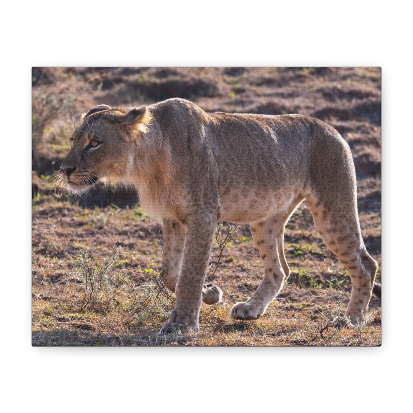 Canvas Print - The Lion King of the Jungle in the African Savannah