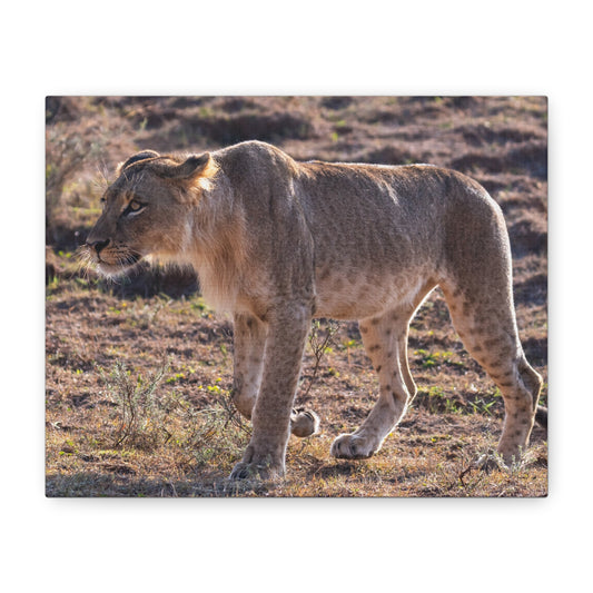 Canvas Print - The Lion King of the Jungle in the African Savannah