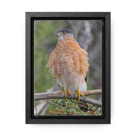 Canvas Wrap  Cooper's Hawk