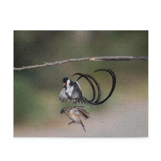 Puzzle, Male and Female Pin Tailed Wydah in Flight, Jigsaw Game, Bird Lover Gift, Relaxation Activity, 120, 252, 500-Piece