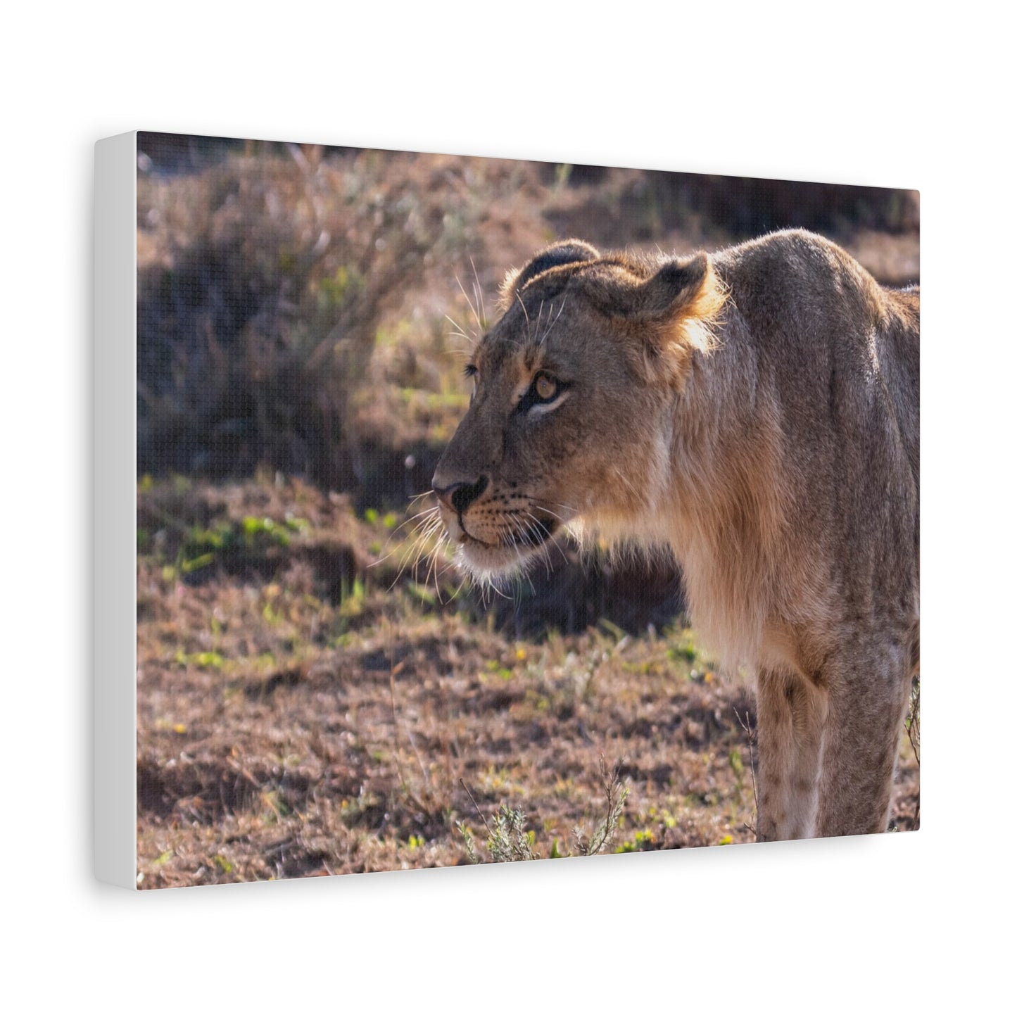 Canvas Print - The Lion King of the Jungle in the African Savannah