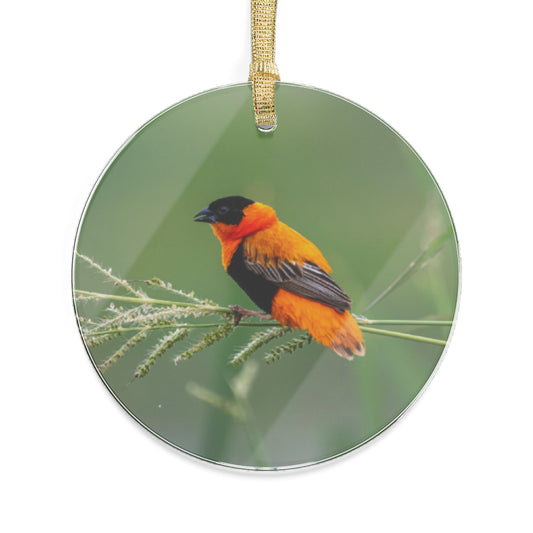 Ornament, Beautiful Northern Red Bishop from Africa in full breeding plumage, Holiday Decor, Bird Lover Gift, Christmas Ornament, Tree