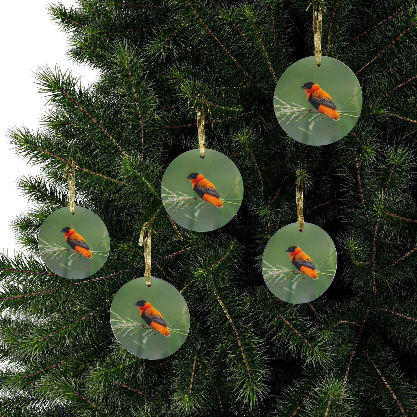 Ornament, Beautiful Northern Red Bishop from Africa in full breeding plumage, Holiday Decor, Bird Lover Gift, Christmas Ornament, Tree