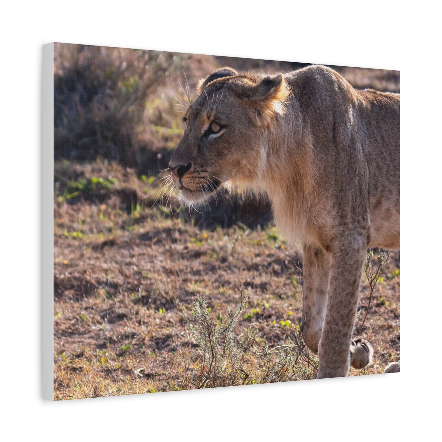 Canvas Print - The Lion King of the Jungle in the African Savannah