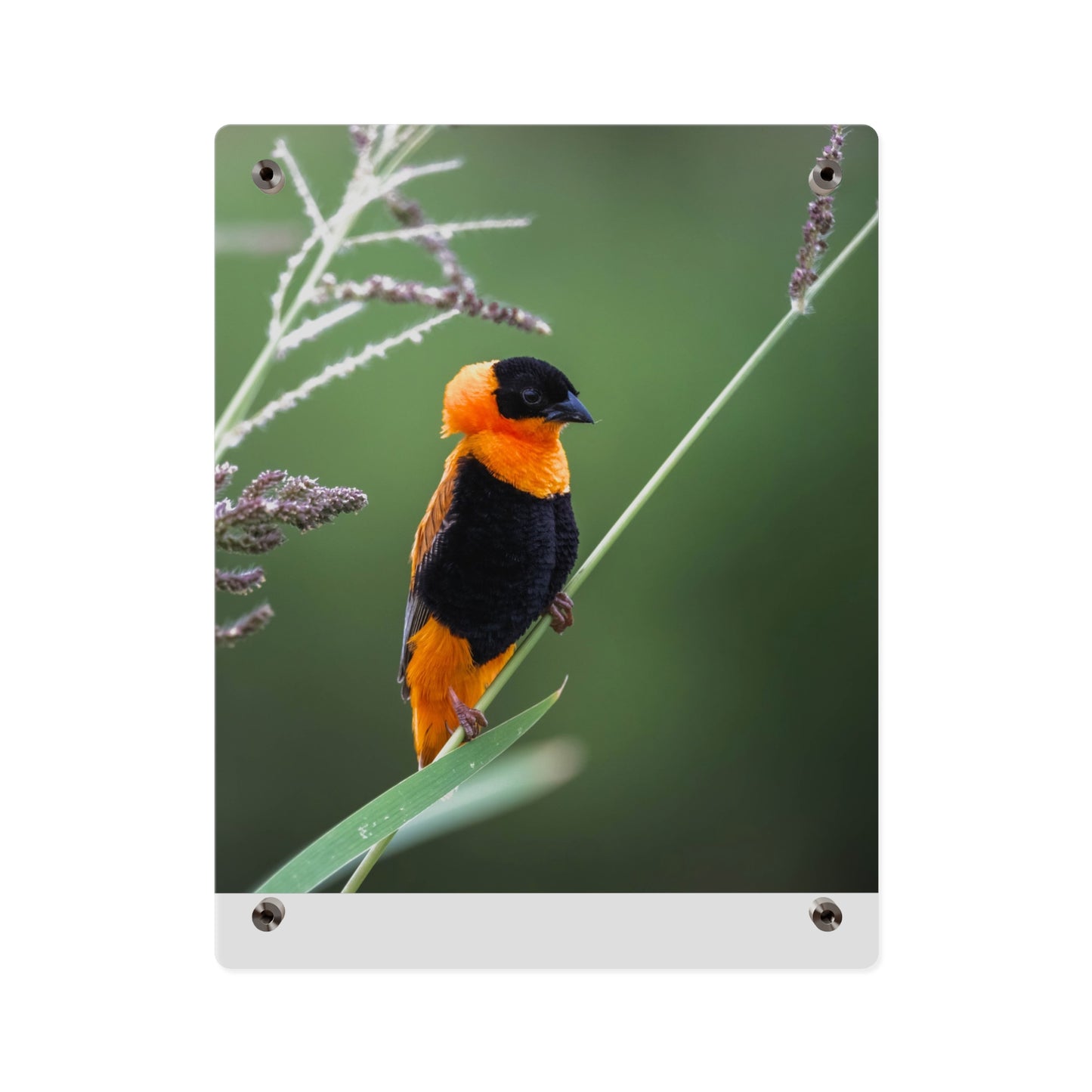 Acrylic Wall Art Panel - Vibrant Northern Red Bishop Weaver from Africa