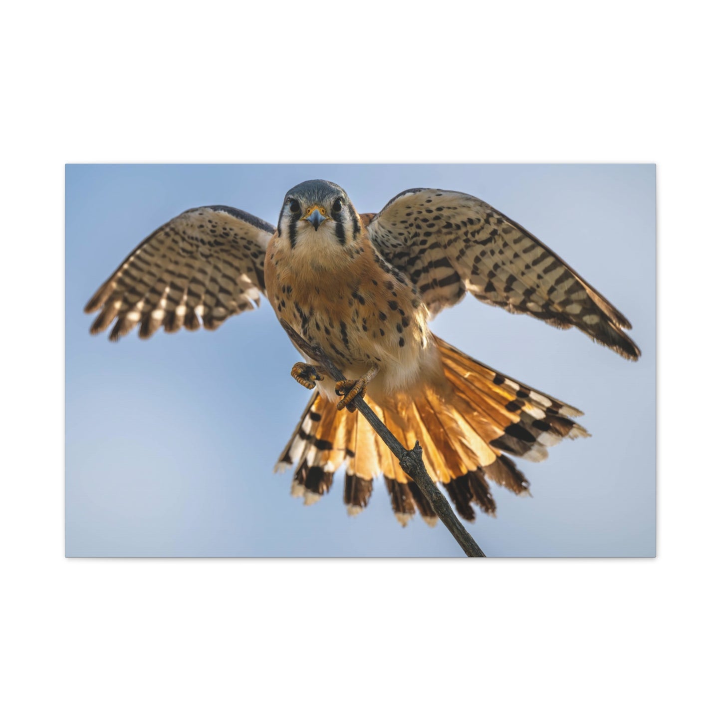 Stretched Canvas Wall Art – Majestic Bird in Flight, Home Decor, Nature Print, Gift for Bird Lovers, Wildlife Art