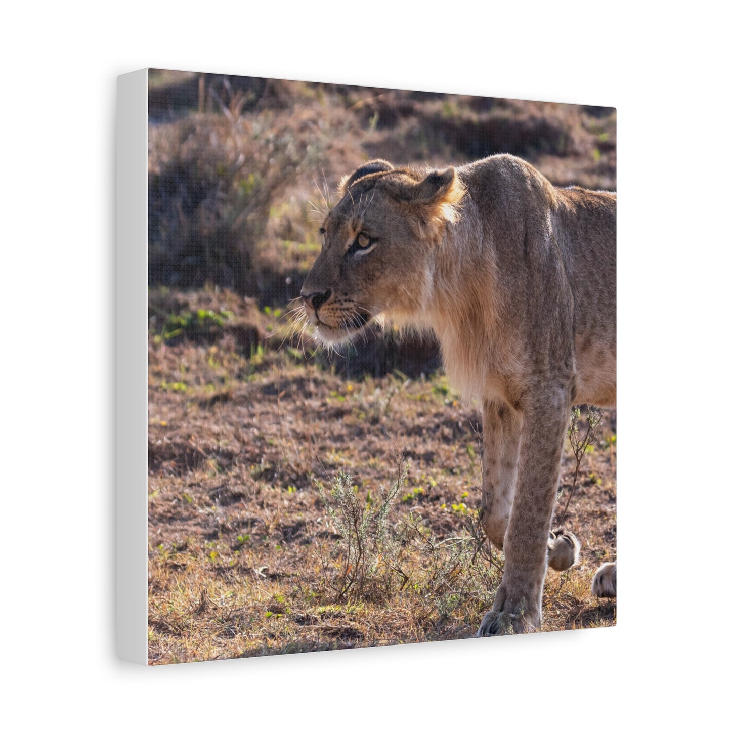 Canvas Print - The Lion King of the Jungle in the African Savannah