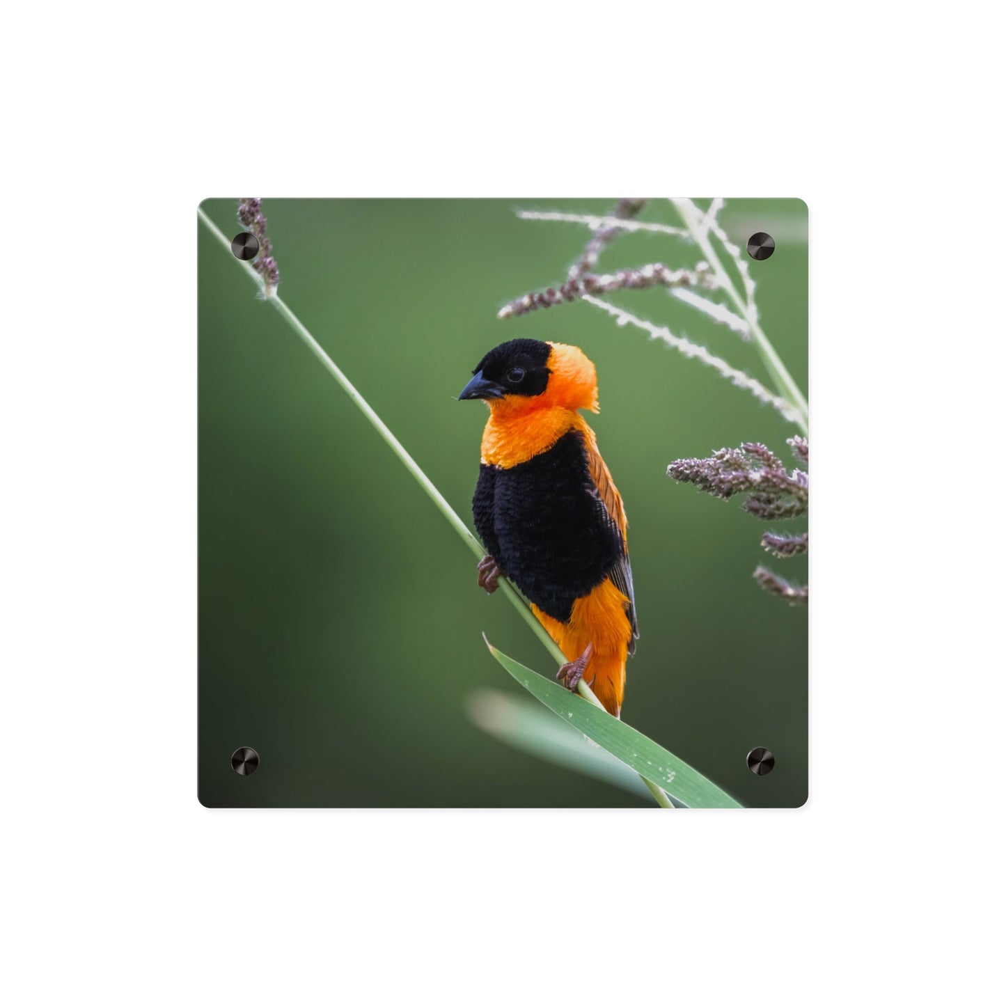 Acrylic Wall Art Panel - Vibrant Northern Red Bishop Weaver from Africa