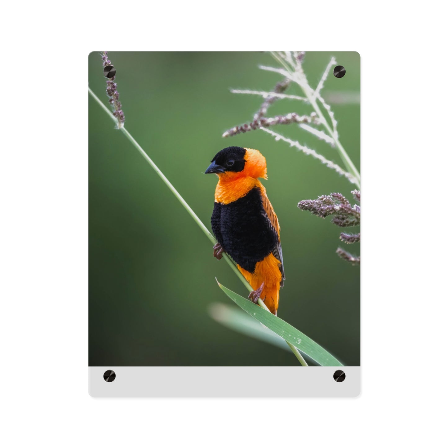Acrylic Wall Art Panel - Vibrant Northern Red Bishop Weaver from Africa
