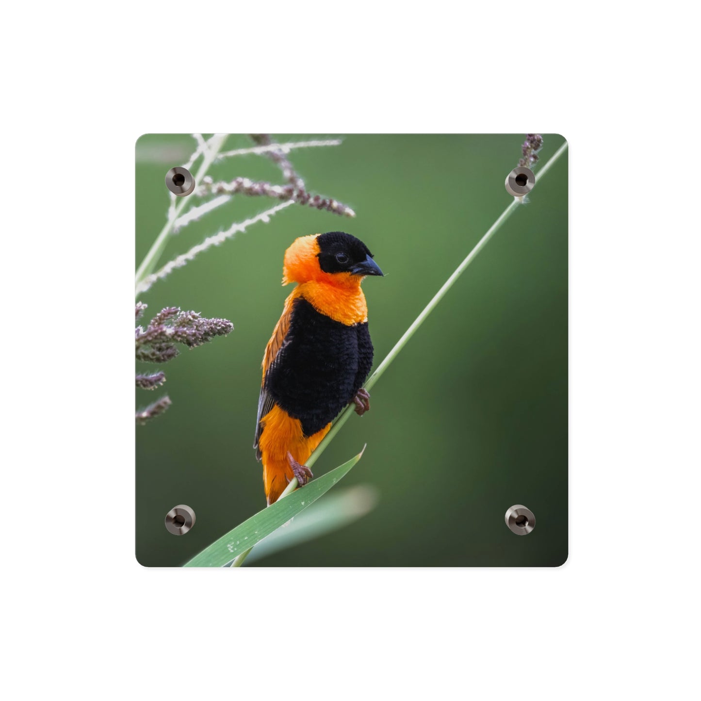 Acrylic Wall Art Panel - Vibrant Northern Red Bishop Weaver from Africa