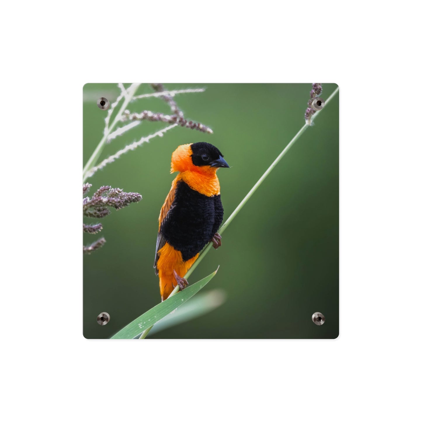 Acrylic Wall Art Panel - Vibrant Northern Red Bishop Weaver from Africa