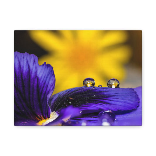 Canvas Print - Purple and Yellow