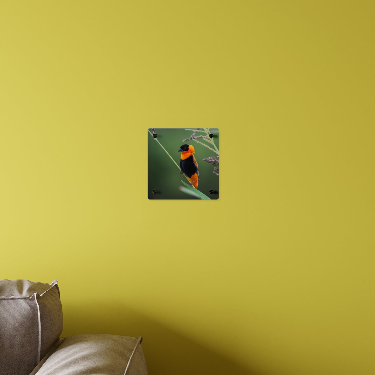 Acrylic Wall Art Panel - Vibrant Northern Red Bishop Weaver from Africa