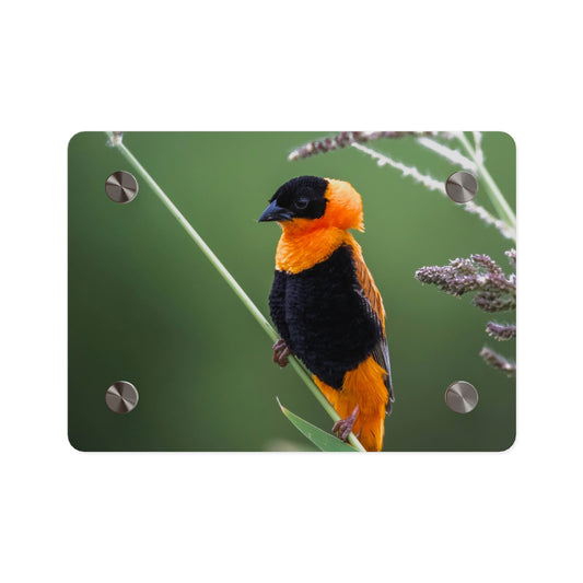 Acrylic Wall Art Panel - Vibrant Northern Red Bishop Weaver from Africa