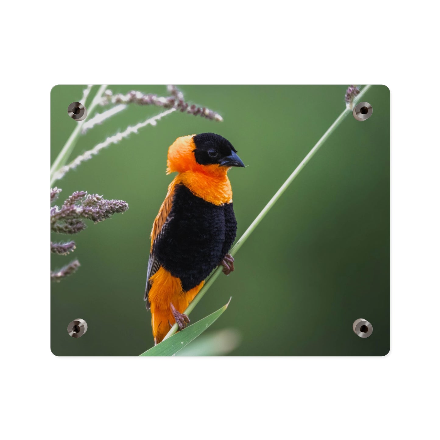 Acrylic Wall Art Panel - Vibrant Northern Red Bishop Weaver from Africa