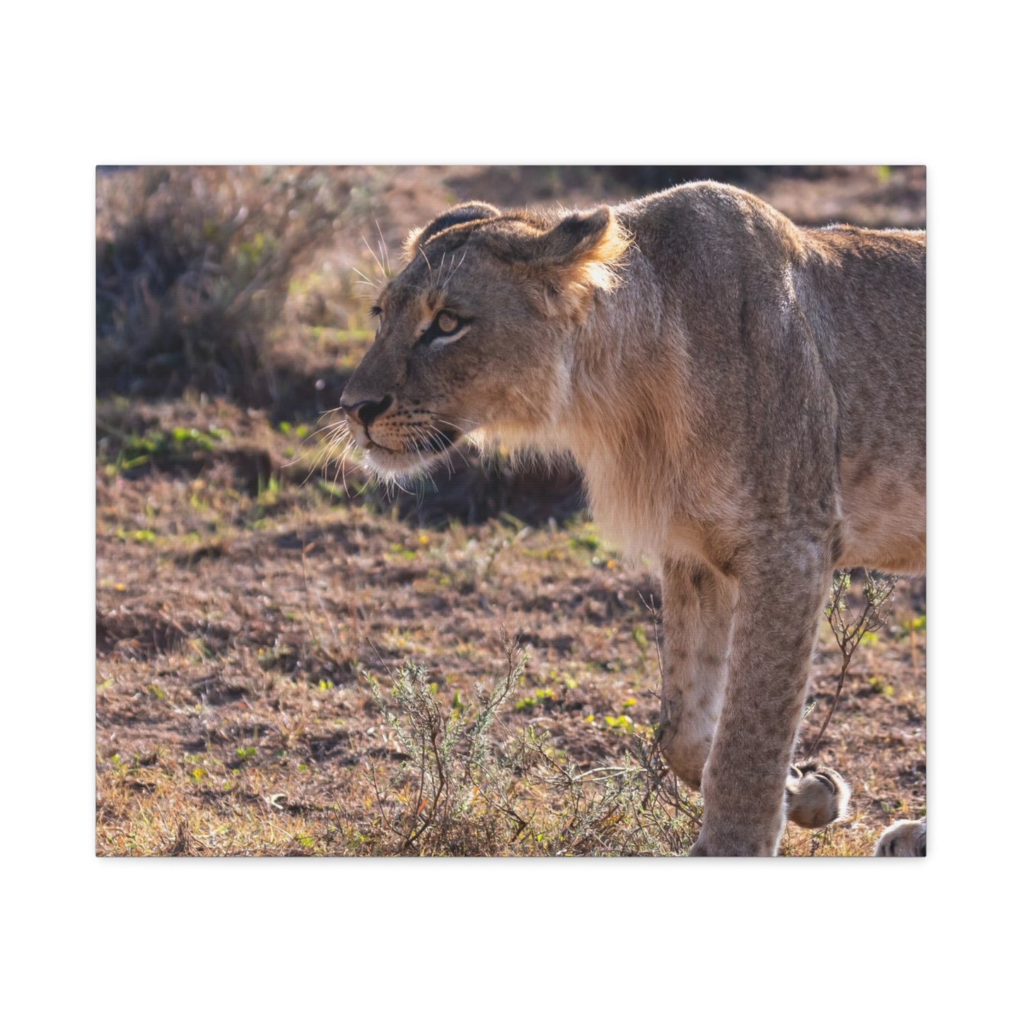 Canvas Print - The Lion King of the Jungle in the African Savannah