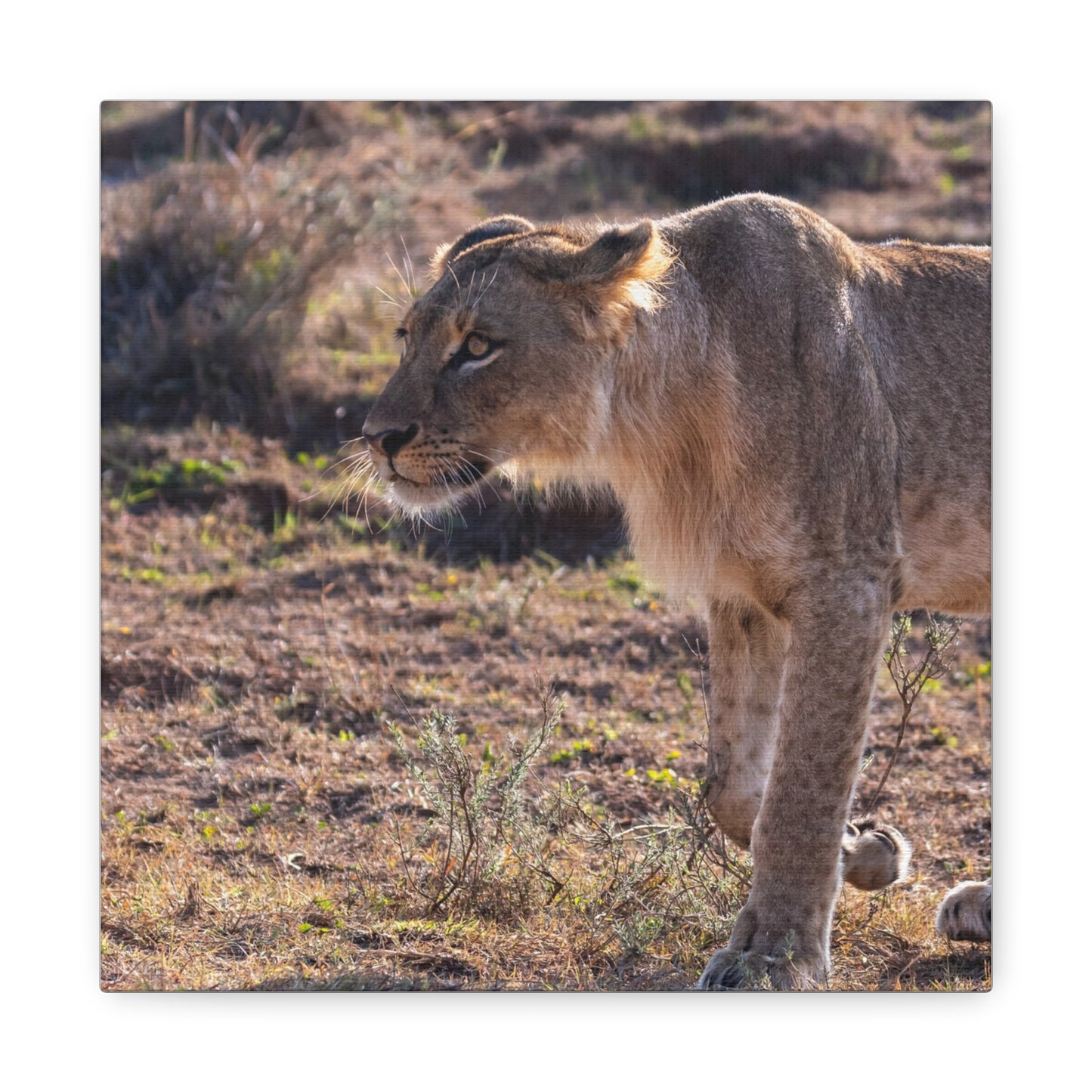 Canvas Print - The Lion King of the Jungle in the African Savannah