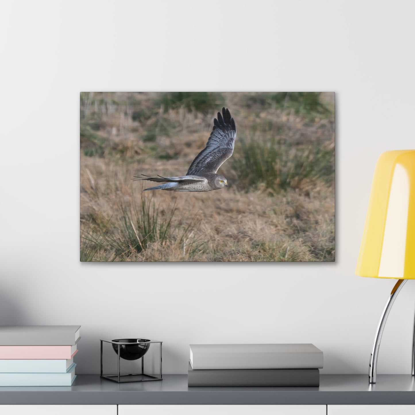 Canvas Print - Male Northern Harrier (Gray Ghost)