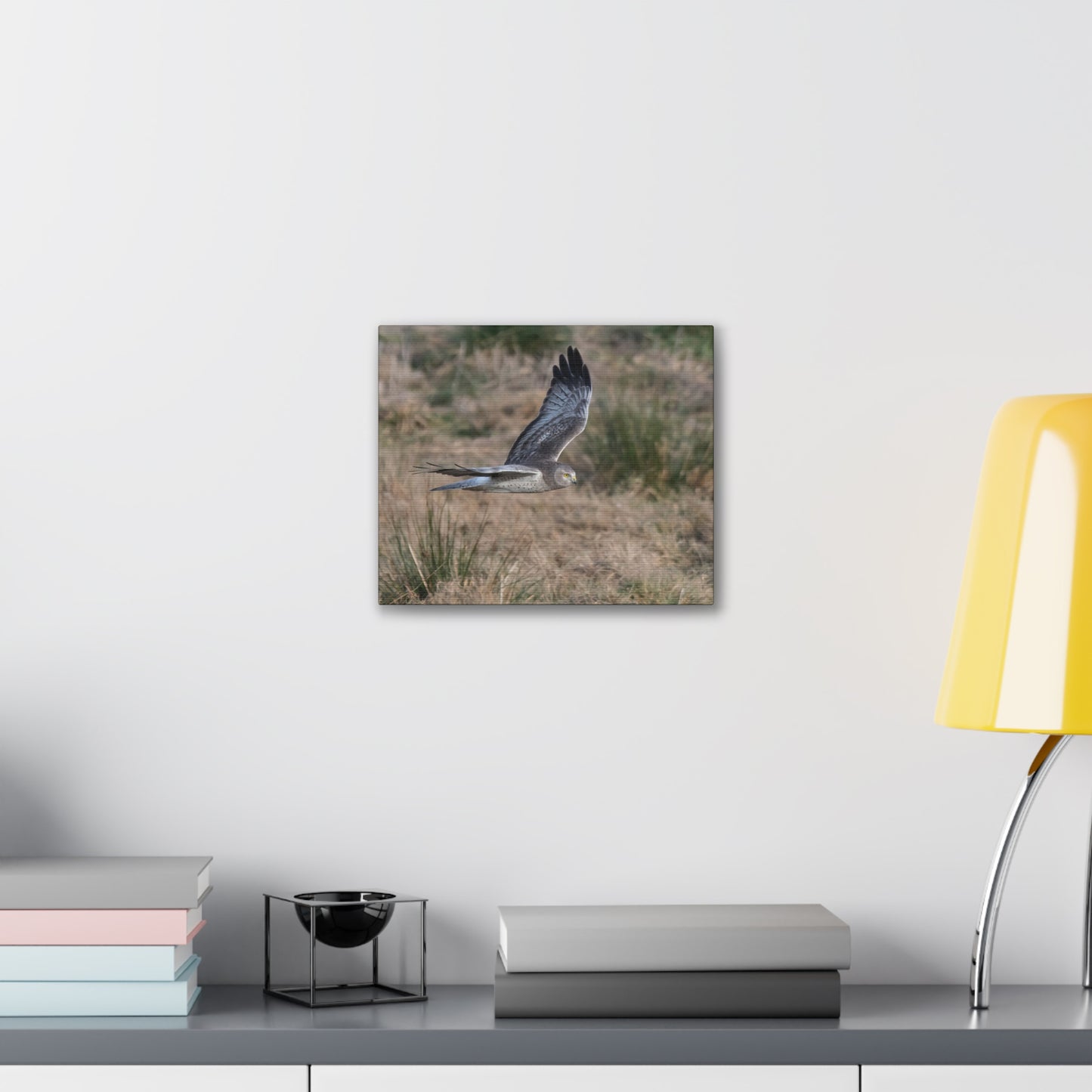 Canvas Print - Male Northern Harrier (Gray Ghost)