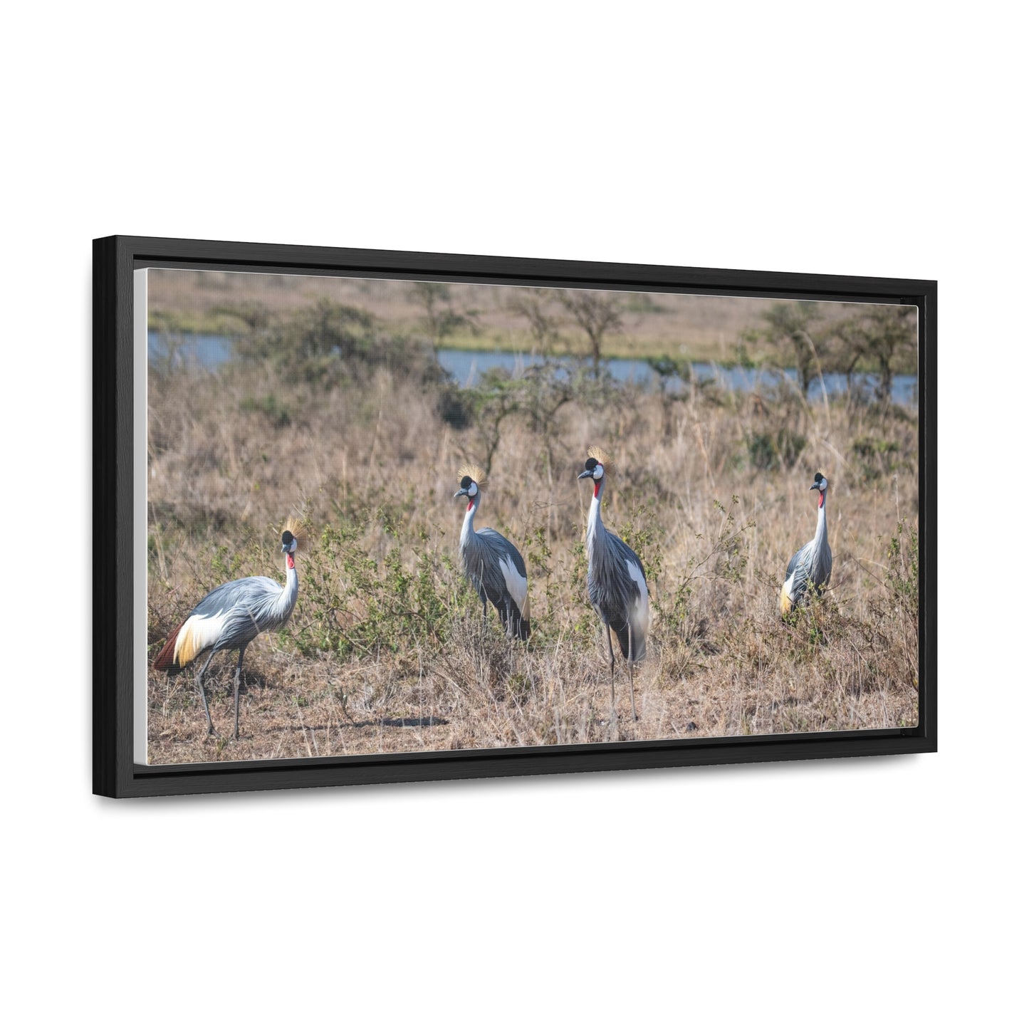 Canvas Wraps, African Crane in the Savannah Wall Art Decor - Horizontal Frame, Wildlife Nature Photography Print, Safari