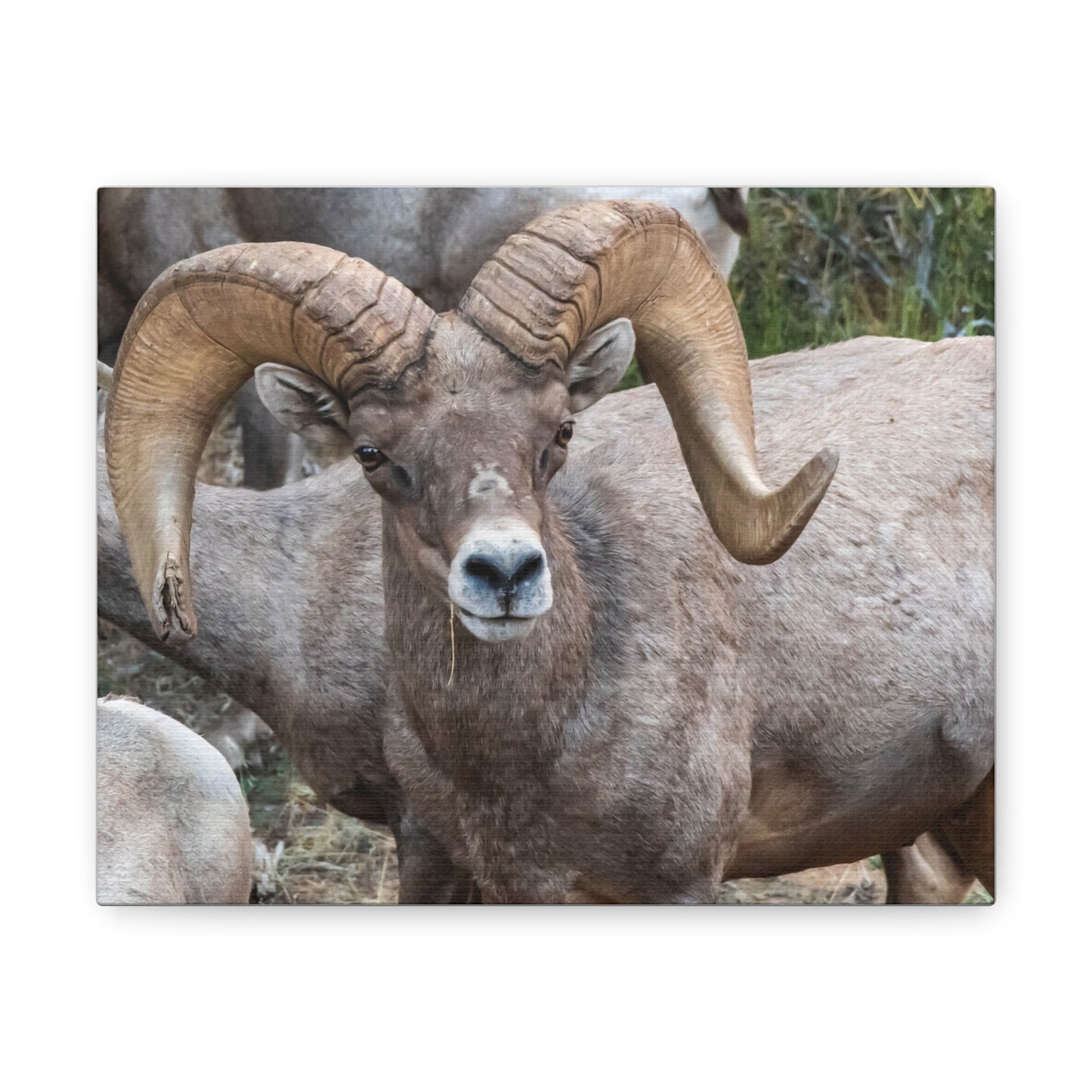Canvas Gallery Wraps - Big Horn Sheep Wall Art, Wildlife Home Decor, Nature Photography, Animal Canvas Print, Mountain Artwork, Wildlife