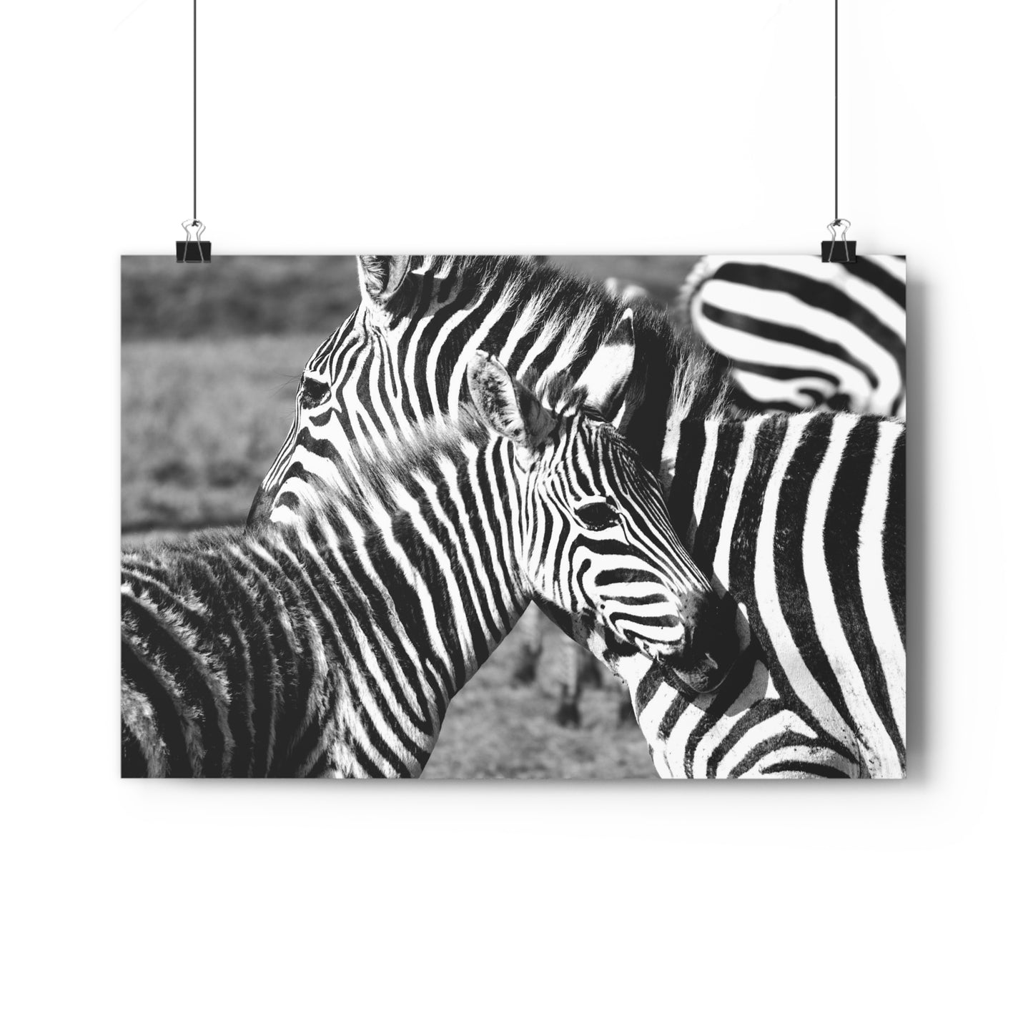 Zebra Mom and Foal Art Print