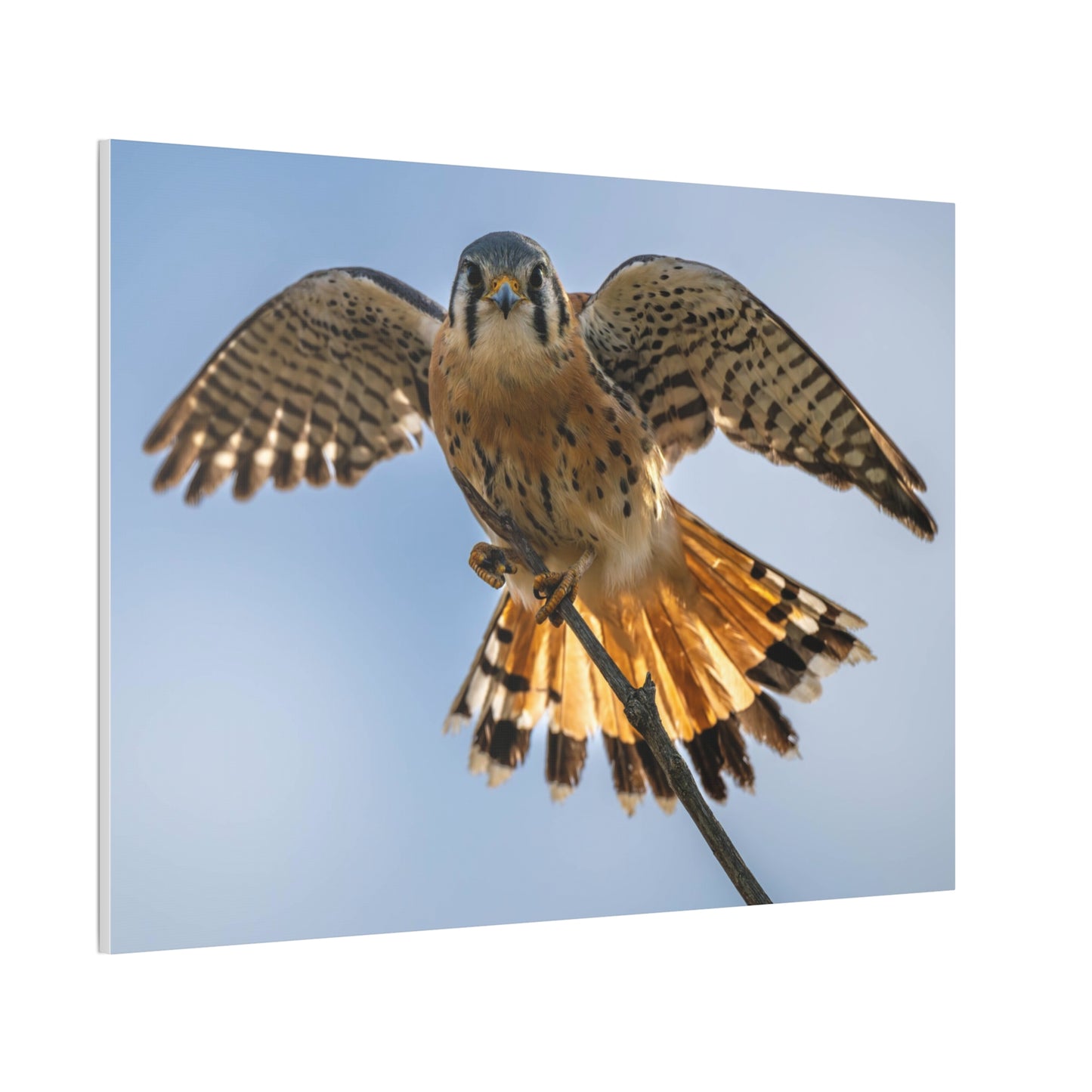 Stretched Canvas Wall Art – Majestic Bird in Flight, Home Decor, Nature Print, Gift for Bird Lovers, Wildlife Art
