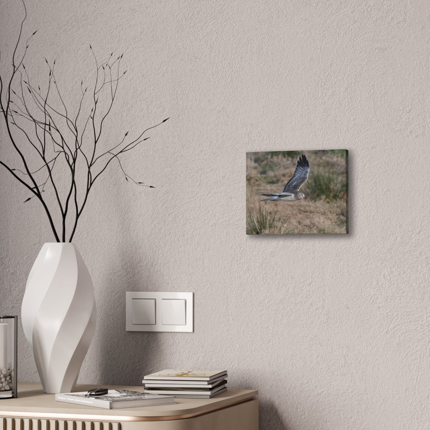 Canvas Print - Male Northern Harrier (Gray Ghost)
